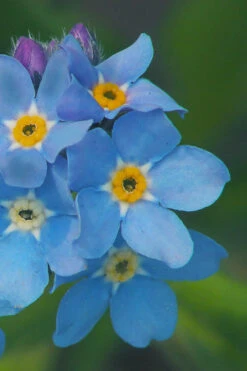 Mon Amie Blue Forget-Me-Not (Myosotis Sylvatica) - 5 Pack Of Quart Pots -Wilson Bros Garden Myosotis Mon Amie Blue Forget Me Not 11