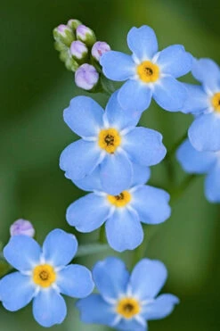 Mon Amie Blue Forget-Me-Not (Myosotis Sylvatica) - 5 Pack Of Quart Pots -Wilson Bros Garden Myosotis Mon Amie Blue Forget Me Not 13