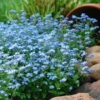 Mon Amie Blue Forget-Me-Not (Myosotis Sylvatica) - 5 Pack Of Quart Pots -Wilson Bros Garden Myosotis Mon Amie Blue Forget Me Not 8