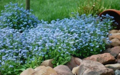Semperflorens True Forget-Me-Not (Myosotis Scorpioides) - 5 Pack Of Quart Pots -Wilson Bros Garden Myosotis Mon Amie Blue Forget Me Not 9