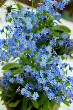 Semperflorens True Forget-Me-Not (Myosotis Scorpioides) - 5 Pack Of Quart Pots -Wilson Bros Garden Myosotis Semperflorens True Forget Me Not 2