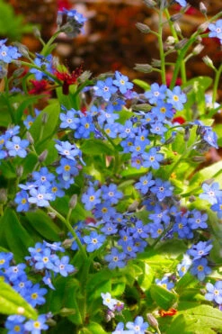 Semperflorens True Forget-Me-Not (Myosotis Scorpioides) - 5 Pack Of Quart Pots -Wilson Bros Garden Myosotis Semperflorens True Forget Me Not 5