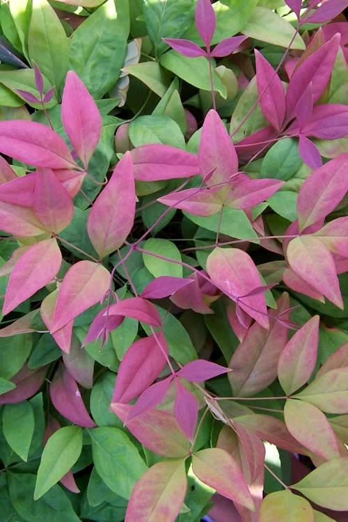 Blush Pink Nandina - 3 Gallon Pot 3 Blush Pink Nandina - 3 Gallon Pot