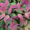 Blush Pink Nandina - 2 Gallon Pot -Wilson Bros Garden Nandina Blush Pink 500x750 2
