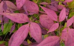 Blush Pink Nandina - 1 Gallon Pot 13 Blush Pink Nandina - 1 Gallon Pot -Wilson Bros Garden Nandina Blush Pink Foliage Closeup 3