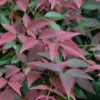 Flirt Dwarf Nandina - 2 Gallon Pot 1 Flirt Dwarf Nandina - 2 Gallon Pot -Wilson Bros Garden Nandina Flirt 10