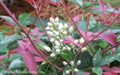 Flirt Dwarf Nandina - 1 Gallon Pot -Wilson Bros Garden Nandina Flirt 12 2