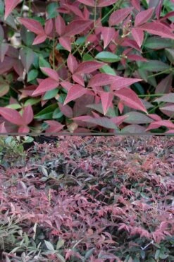 Flirt Dwarf Nandina - 1 Gallon Pot -Wilson Bros Garden Nandina Flirt 500x750 3