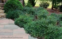 Harbor Belle Dwarf Nandina - 1 Gallon Pot 11 Harbor Belle Dwarf Nandina - 1 Gallon Pot -Wilson Bros Garden Nandina Harbor Belle 11 1