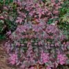 Harbor Belle Dwarf Nandina - 1 Gallon Pot -Wilson Bros Garden Nandina Harbor Belle 16 1