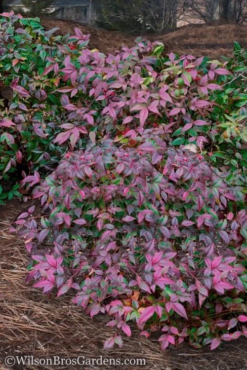 Harbor Belle Dwarf Nandina - 1 Gallon Pot 3 Harbor Belle Dwarf Nandina - 1 Gallon Pot
