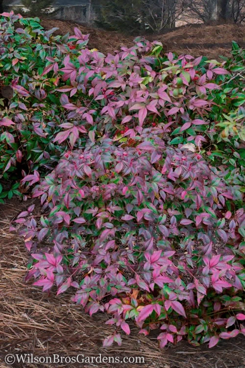 Harbor Belle Dwarf Nandina - 6 Pack Of 1 Gallon Pots 3 Harbor Belle Dwarf Nandina - 6 Pack Of 1 Gallon Pots