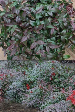 Harbor Belle Dwarf Nandina - 6 Pack Of 1 Gallon Pots 12 Harbor Belle Dwarf Nandina - 6 Pack Of 1 Gallon Pots -Wilson Bros Garden Nandina Harbor Belle 500x750 1