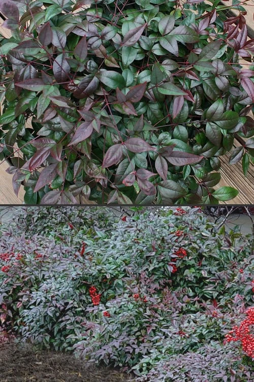 Harbor Belle Dwarf Nandina - 1 Gallon Pot 7 Harbor Belle Dwarf Nandina - 1 Gallon Pot - Image 5