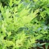 Lemon Lime Nandina - 2.5 Quart Pot -Wilson Bros Garden Nandina Lemon Lime 13 1