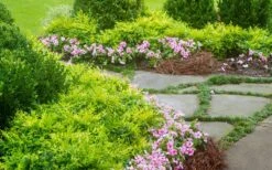 Lemon Lime Nandina - 2 Gallon Pot -Wilson Bros Garden Nandina Lemon Lime 14 3