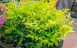 Lemon Lime Nandina - 2 Gallon Pot -Wilson Bros Garden Nandina Lemon Lime 51 3