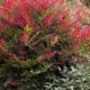 Obsession Nandina - 1 Gallon Pot -Wilson Bros Garden Nandina Obsession 500x750 1