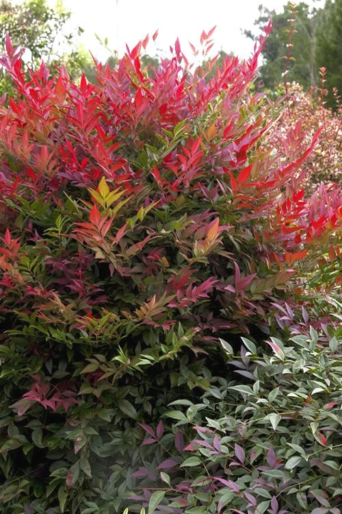 Obsession Nandina - 1 Gallon Pot 3 Obsession Nandina - 1 Gallon Pot