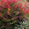 Obsession Nandina - 3 Gallon Pot -Wilson Bros Garden Nandina Obsession 500x750 3