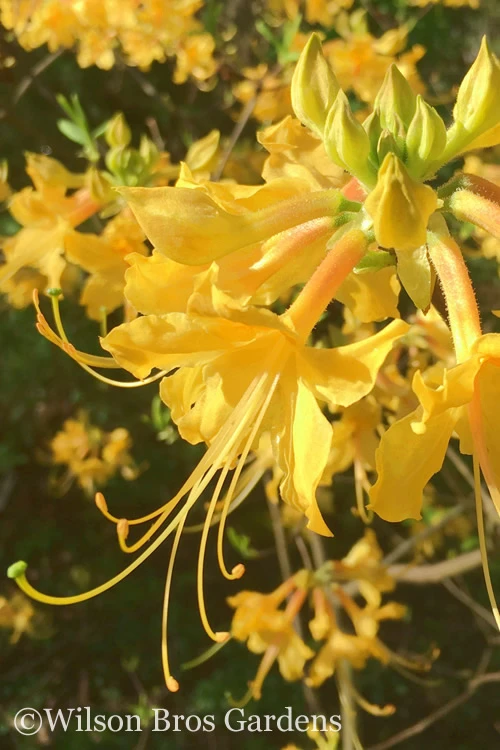 Admiral Semmes Native Azalea - Rhododendron - 1 Gallon Pot 3 Admiral Semmes Native Azalea - Rhododendron - 1 Gallon Pot