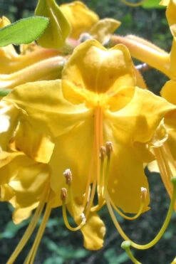 Admiral Semmes Native Azalea - Rhododendron - 1 Gallon Pot 15 Admiral Semmes Native Azalea - Rhododendron - 1 Gallon Pot -Wilson Bros Garden Native Azalea Admiral Semmes 500x750 1