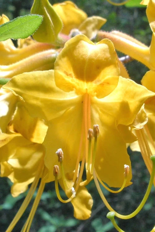 Admiral Semmes Native Azalea - Rhododendron - 1 Gallon Pot 7 Admiral Semmes Native Azalea - Rhododendron - 1 Gallon Pot - Image 5
