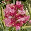 Twist Of Pink Oleander - 2 Gallon Pot 1 Twist Of Pink Oleander - 2 Gallon Pot -Wilson Bros Garden Oleander Twist Of Pink 11