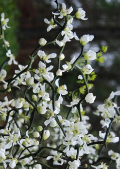 Flying Dragon Hardy Orange Tree - 7 Gallon Pot (5-6') -Wilson Bros Garden Orange Flying Dragon 10 1