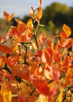 Flying Dragon Hardy Orange Tree - 7 Gallon Pot (5-6') -Wilson Bros Garden Orange Flying Dragon 13 1