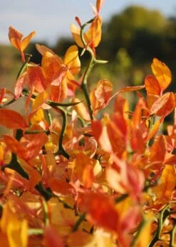 Flying Dragon Hardy Orange Tree - 7 Gallon Pot (3-4') -Wilson Bros Garden Orange Flying Dragon 13 4