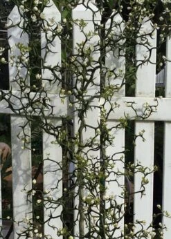 Flying Dragon Hardy Orange Tree - 7 Gallon Pot (3-4') -Wilson Bros Garden Orange Flying Dragon 3 2