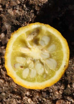 Flying Dragon Hardy Orange Tree - 3 Gallon Pot -Wilson Bros Garden Orange Flying Dragon 5