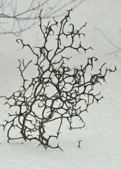 Flying Dragon Hardy Orange Tree - 7 Gallon Pot (5-6') -Wilson Bros Garden Orange Flying Dragon 7 1