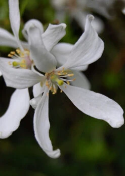 Flying Dragon Hardy Orange Tree - 7 Gallon Pot (5-6') -Wilson Bros Garden Orange Flying Dragon 8 1