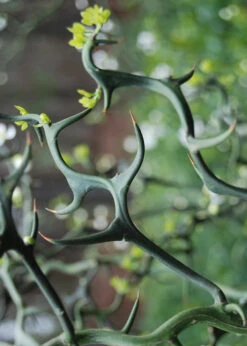 Flying Dragon Hardy Orange (Single Trunk Tree Form) - 7 Gallon Pot (6-7') -Wilson Bros Garden Orange Flying Dragon 9 2