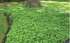 Green Carpet Pachysandra - Japanese Spurge - 18 Count Flat Of Pint Pots -Wilson Bros Garden Pachysandra Green Carpet Landscape 1
