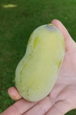 Paw Paw Tree - Asimina Triloba - 1 Gallon Pot 14 Paw Paw Tree - Asimina Triloba - 1 Gallon Pot -Wilson Bros Garden Paw Paw Tree 10