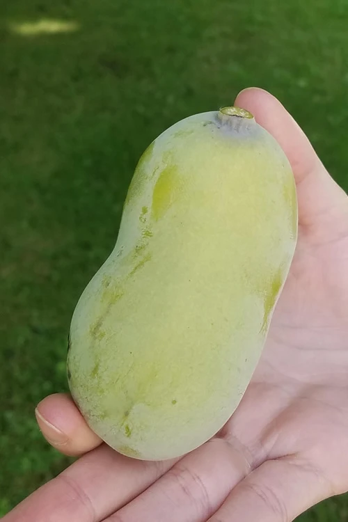 Paw Paw Tree - Asimina Triloba - 1 Gallon Pot 6 Paw Paw Tree - Asimina Triloba - 1 Gallon Pot - Image 4