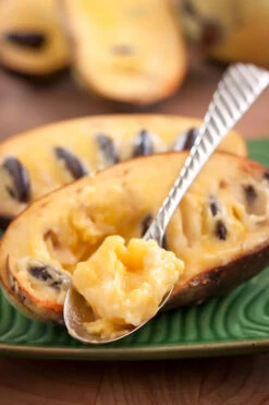 Paw Paw Tree - Asimina Triloba - 7 Gallon Pot (6-6.5')