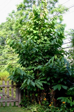 Paw Paw Tree - Asimina Triloba - 7 Gallon Pot (3-4') -Wilson Bros Garden Paw Paw Tree 2 5