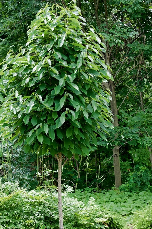 Paw Paw Tree - Asimina Triloba - 7 Gallon Pot (6-6.5') 11 Paw Paw Tree - Asimina Triloba - 7 Gallon Pot (6-6.5') - Image 9