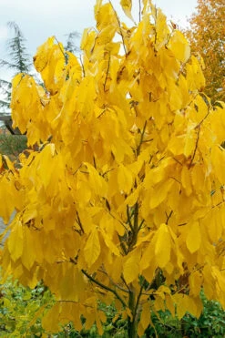 Paw Paw Tree - Asimina Triloba - 7 Gallon Pot (4-5') -Wilson Bros Garden Paw Paw Tree 7 3