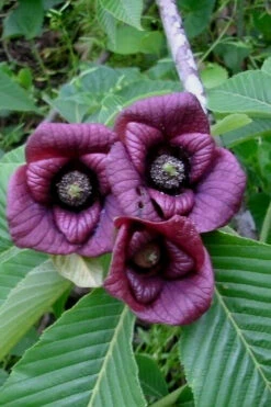 Paw Paw Tree - Asimina Triloba - 2 Gallon Pot -Wilson Bros Garden Paw Paw Tree Flowers 1 2