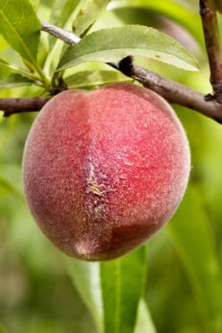 Bonanza Dwarf Patio Peach Tree - 7 Gallon Pot -Wilson Bros Garden Peach Bonanza 1