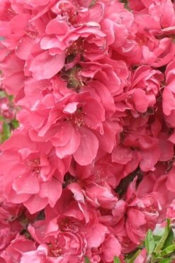 Bonanza Dwarf Patio Peach Tree - 5 Gallon 13 Bonanza Dwarf Patio Peach Tree - 5 Gallon -Wilson Bros Garden Peach Bonanza 3 1