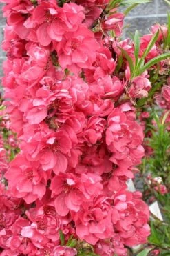 Bonanza Dwarf Patio Peach Tree - 3 Gallon Pot -Wilson Bros Garden Peach Bonanza 4 2