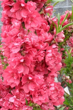 Bonanza Dwarf Patio Peach Tree - 2 Gallon Pot -Wilson Bros Garden Peach Bonanza 4 3