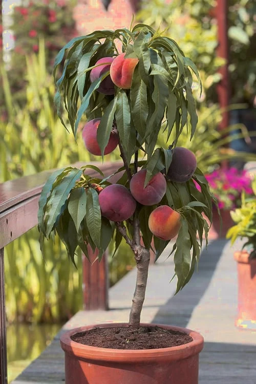 Bonanza Dwarf Patio Peach Tree - 5 Gallon 3 Bonanza Dwarf Patio Peach Tree - 5 Gallon