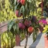Bonanza Dwarf Patio Peach Tree - 3 Gallon Pot -Wilson Bros Garden Peach Bonanza 6 2